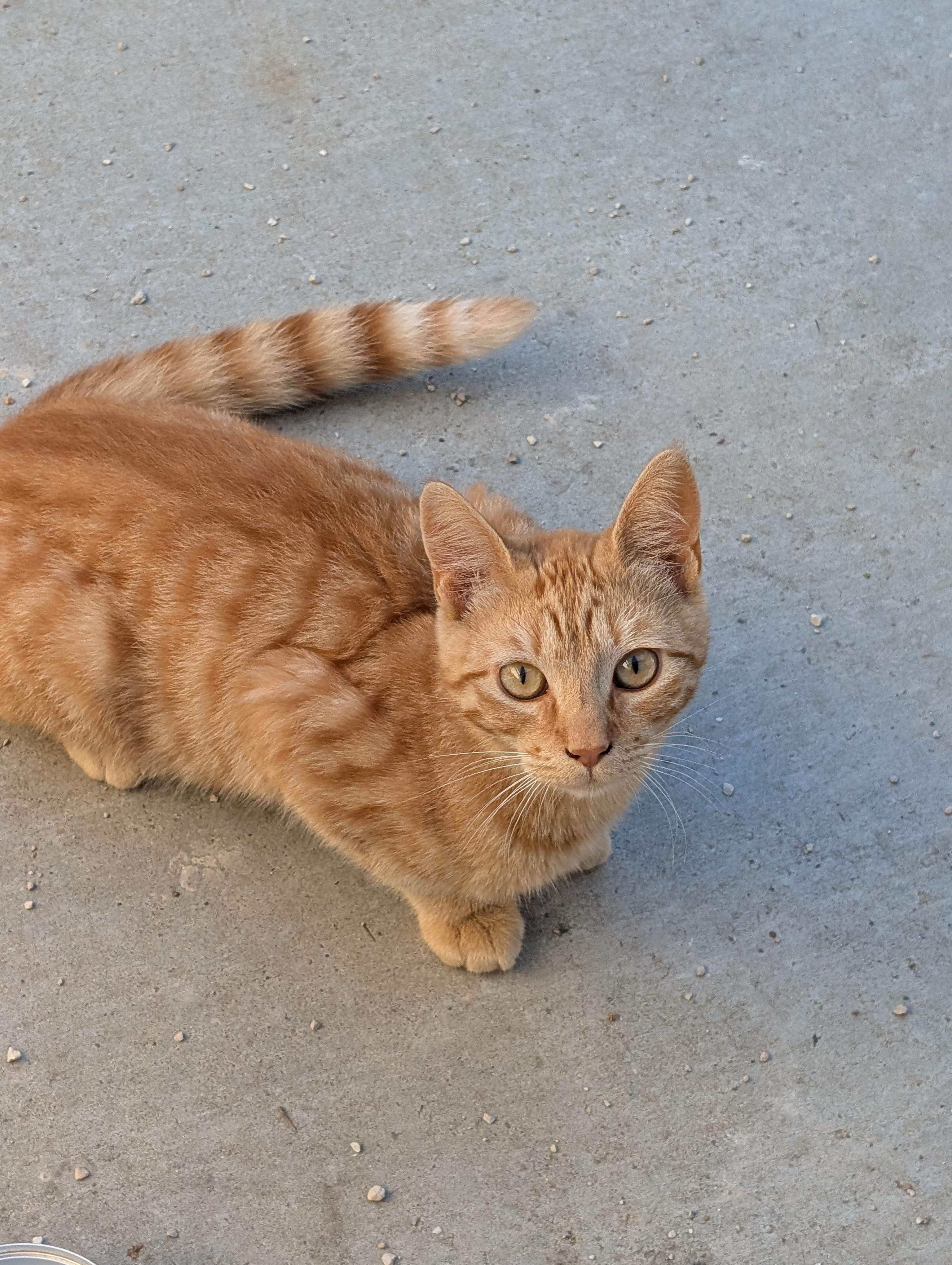 Max, a ADOPTABLE American Shorthair in Tracy, CA image 2/4