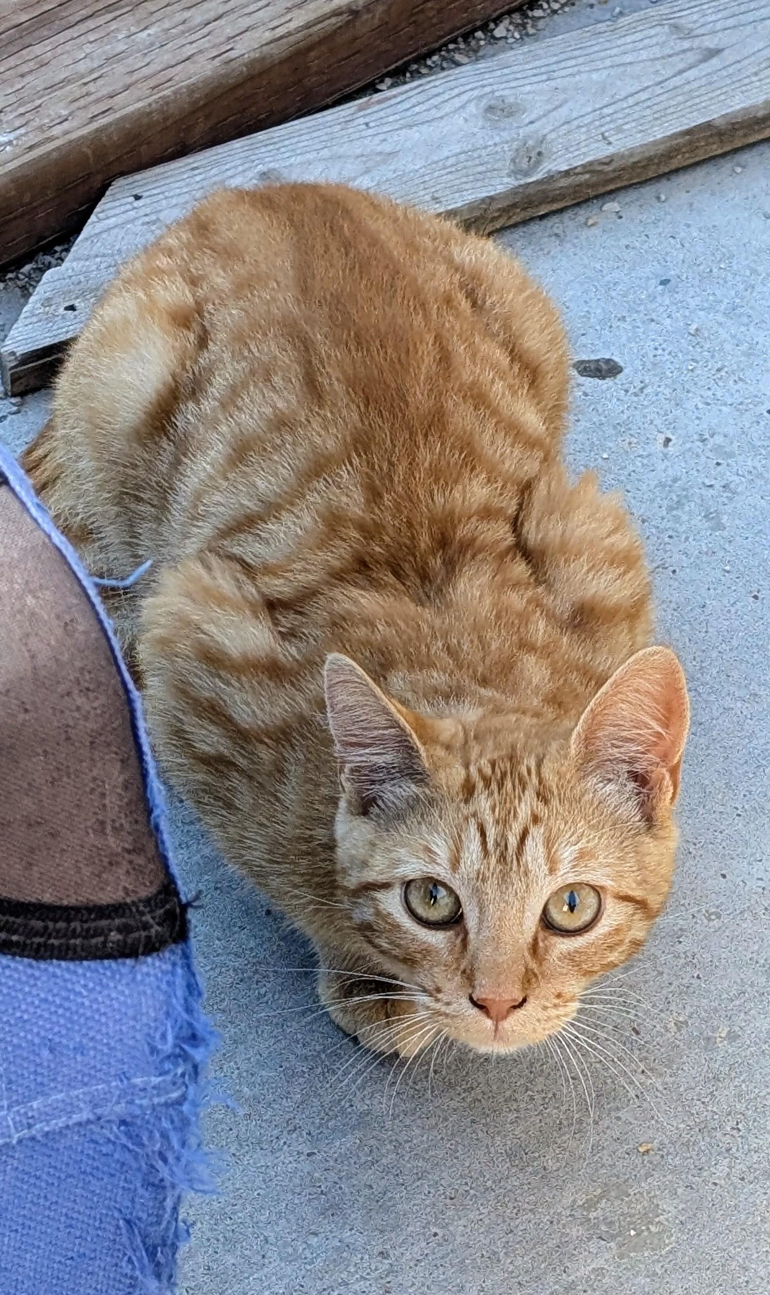 Max, a ADOPTABLE American Shorthair in Tracy, CA image 3/4