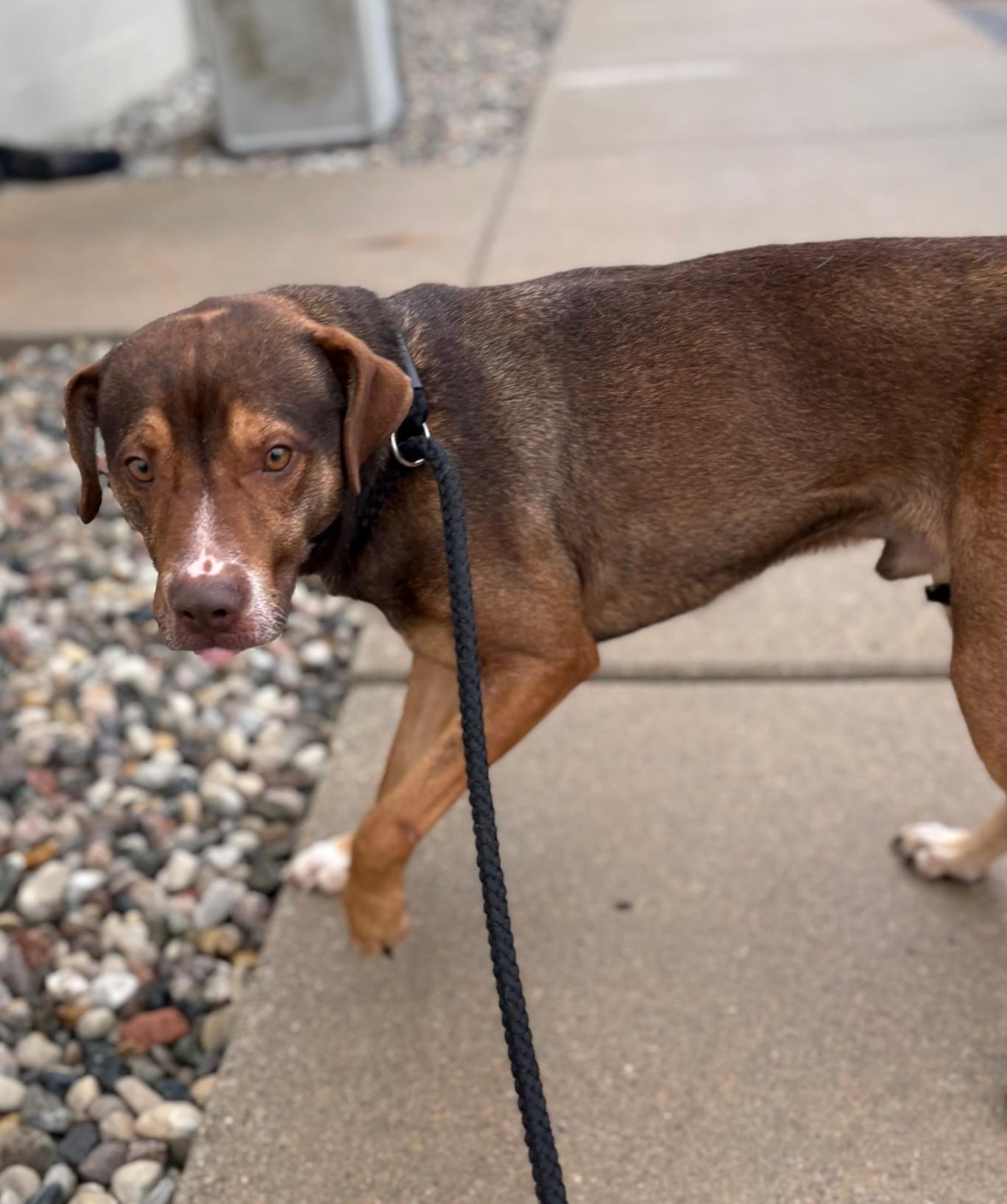 Enlarge Yurie (Uracan), an adopted Mixed Breed in Ionia, MI image 3/6