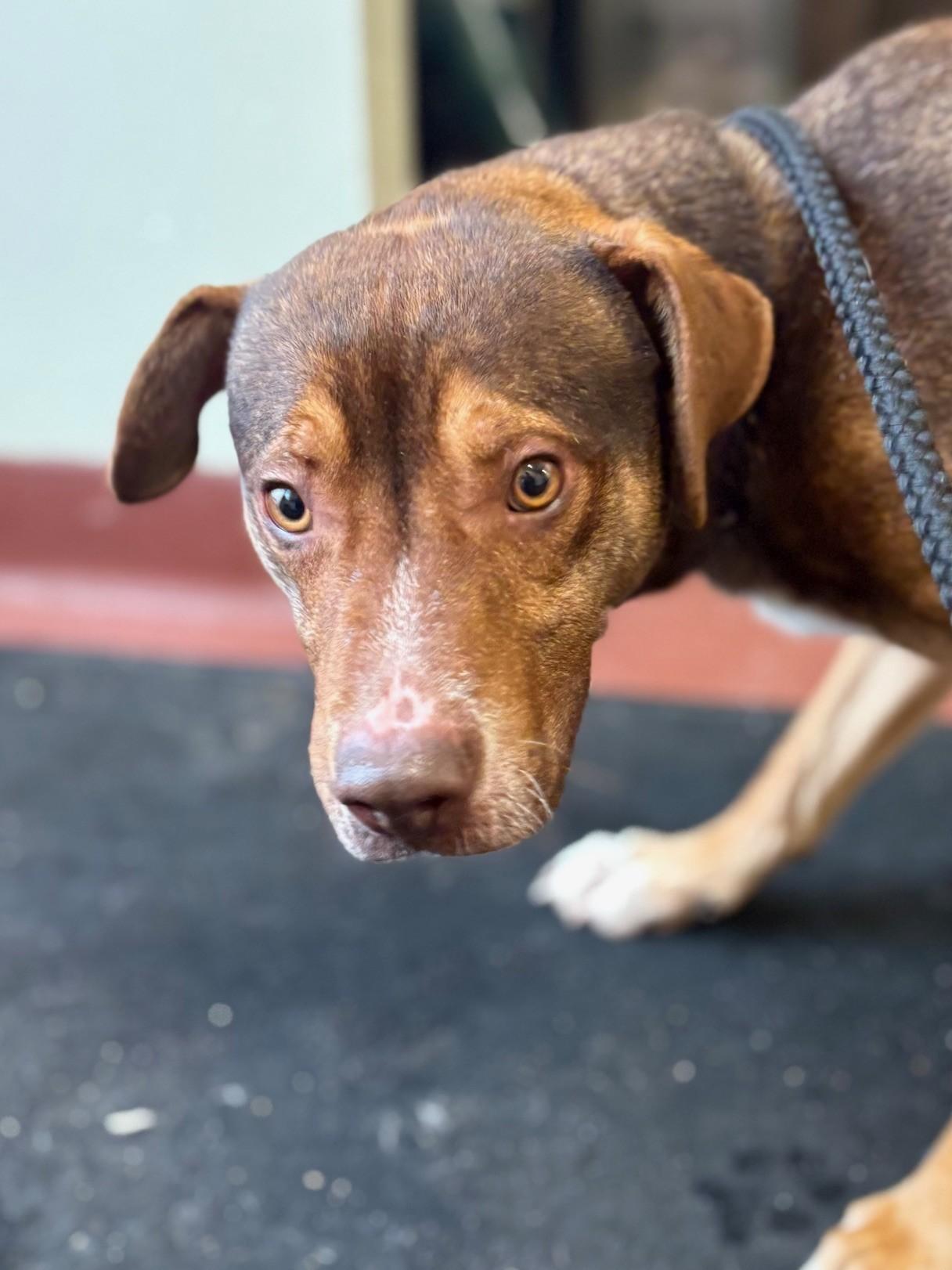 Yurie (Uracan), adopted, Young Male Mixed Breed.