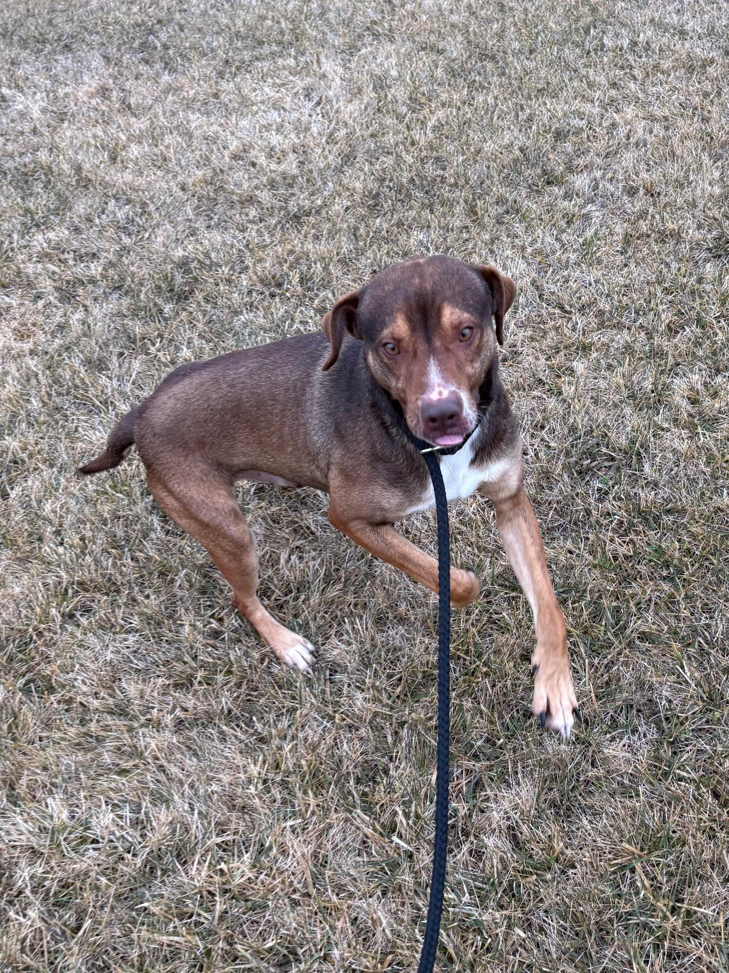 Enlarge Yurie (Uracan), an adopted Mixed Breed in Ionia, MI image 5/6