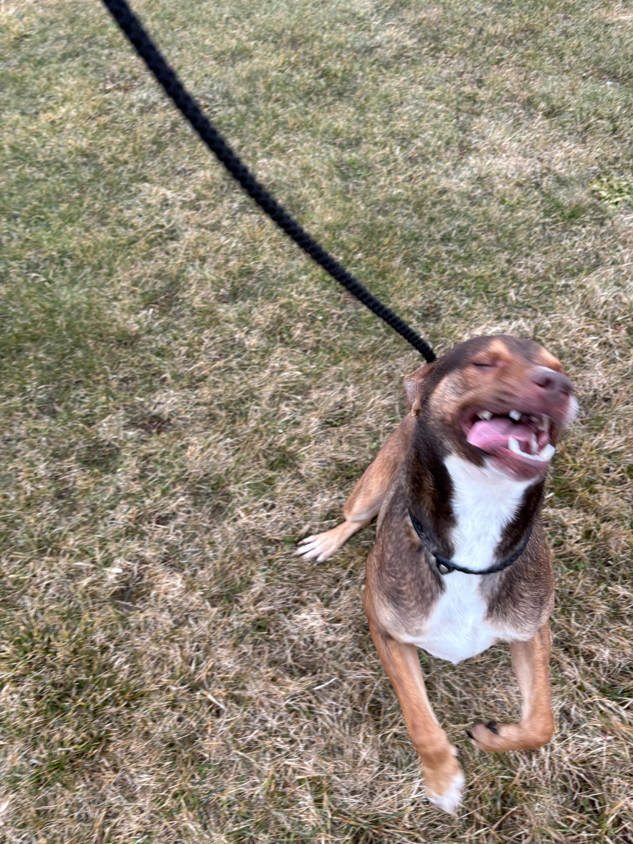 Enlarge Yurie (Uracan), an adopted Mixed Breed in Ionia, MI image 6/6