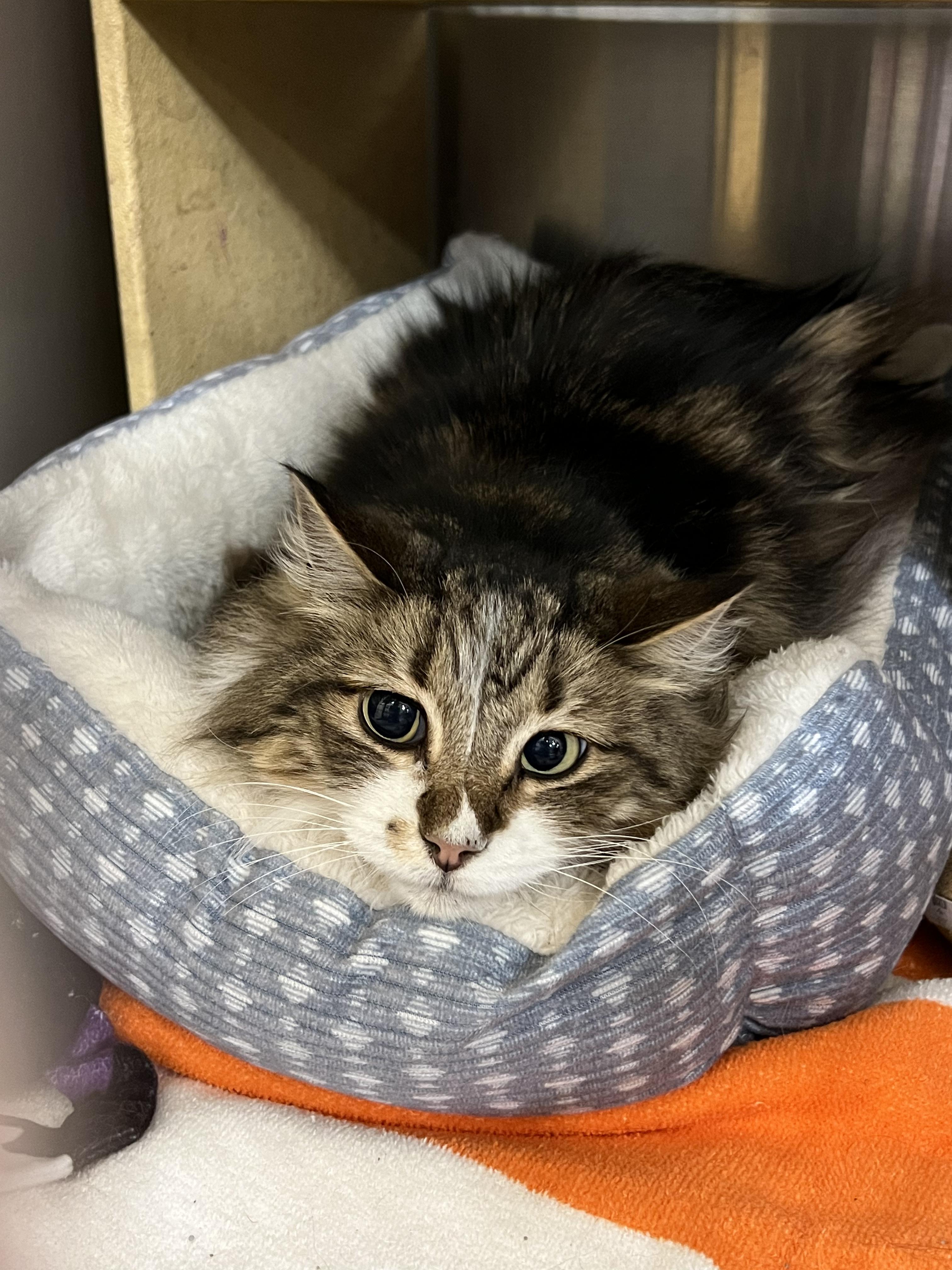 Enlarge Winston, a Adoptable Domestic Long Hair in Fort Collins, CO image 2/3