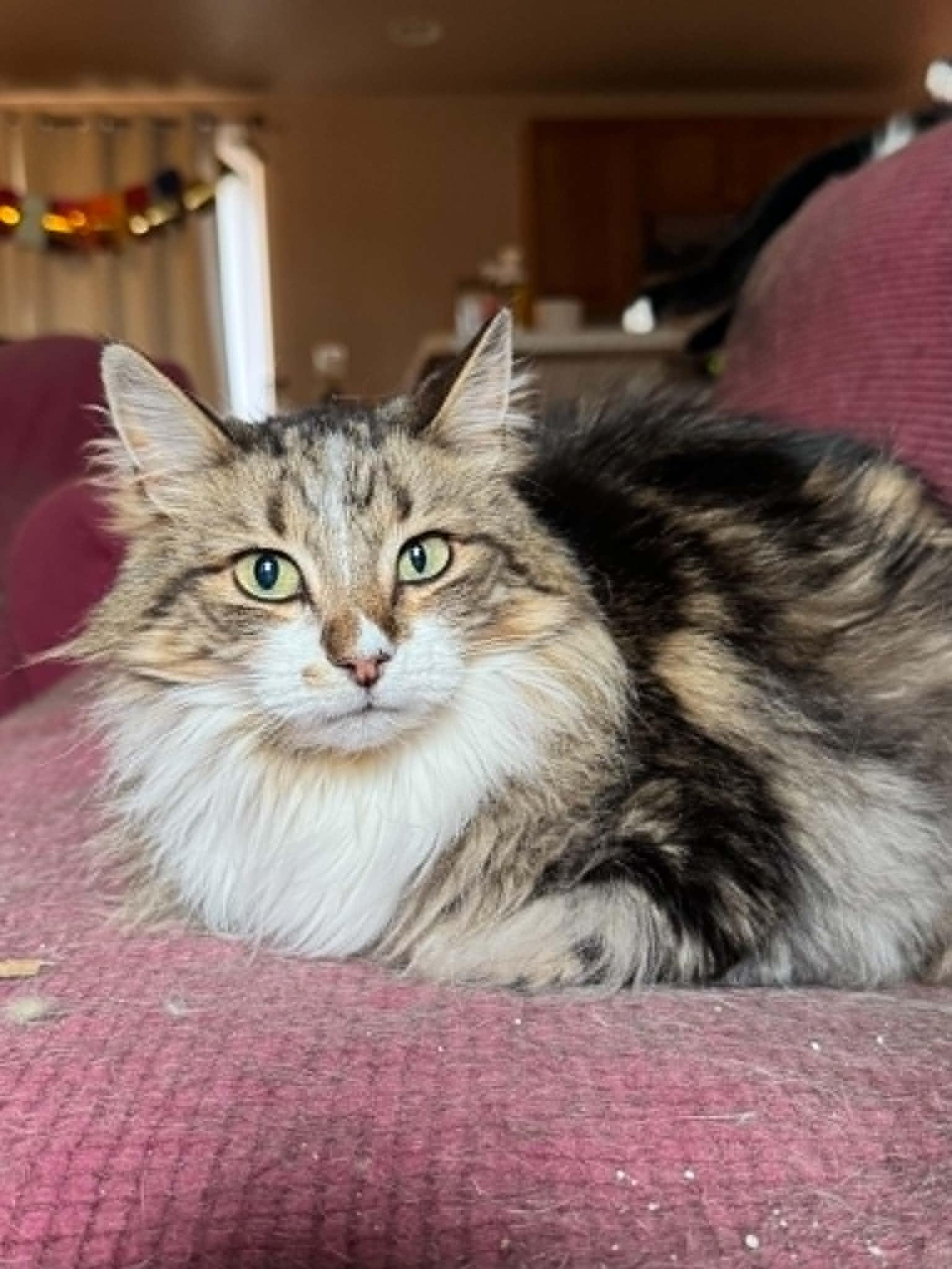 Enlarge Winston, a Adoptable Domestic Long Hair in Fort Collins, CO image 1/3