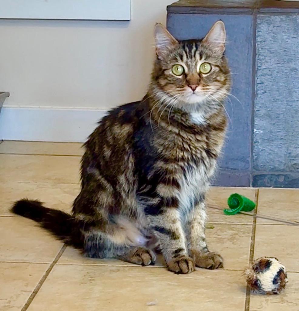 Sweetie, Adoptable, Young Female Domestic Medium Hair.