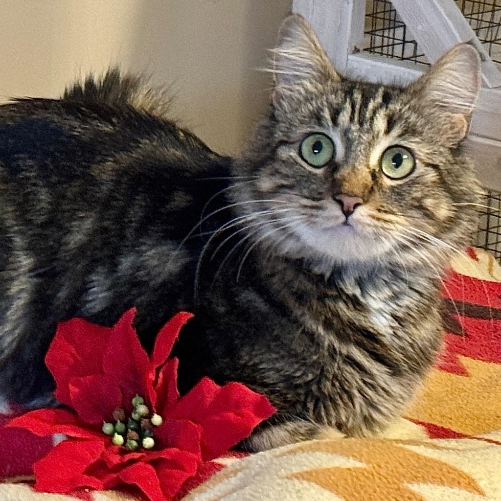 Enlarge Sweetie, a Adoptable mixed breed in Cambria, CA image 2/6