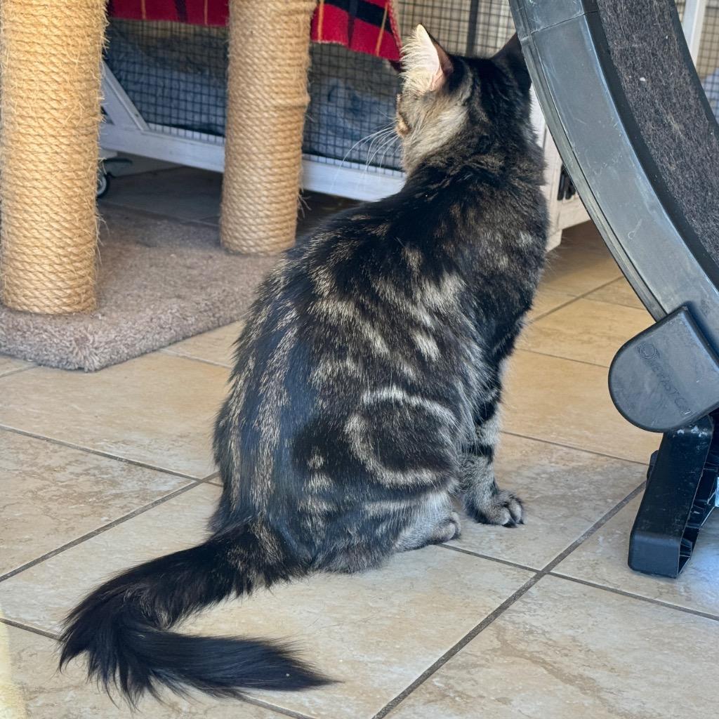 Enlarge Sweetie, a Adoptable mixed breed in Cambria, CA image 3/6