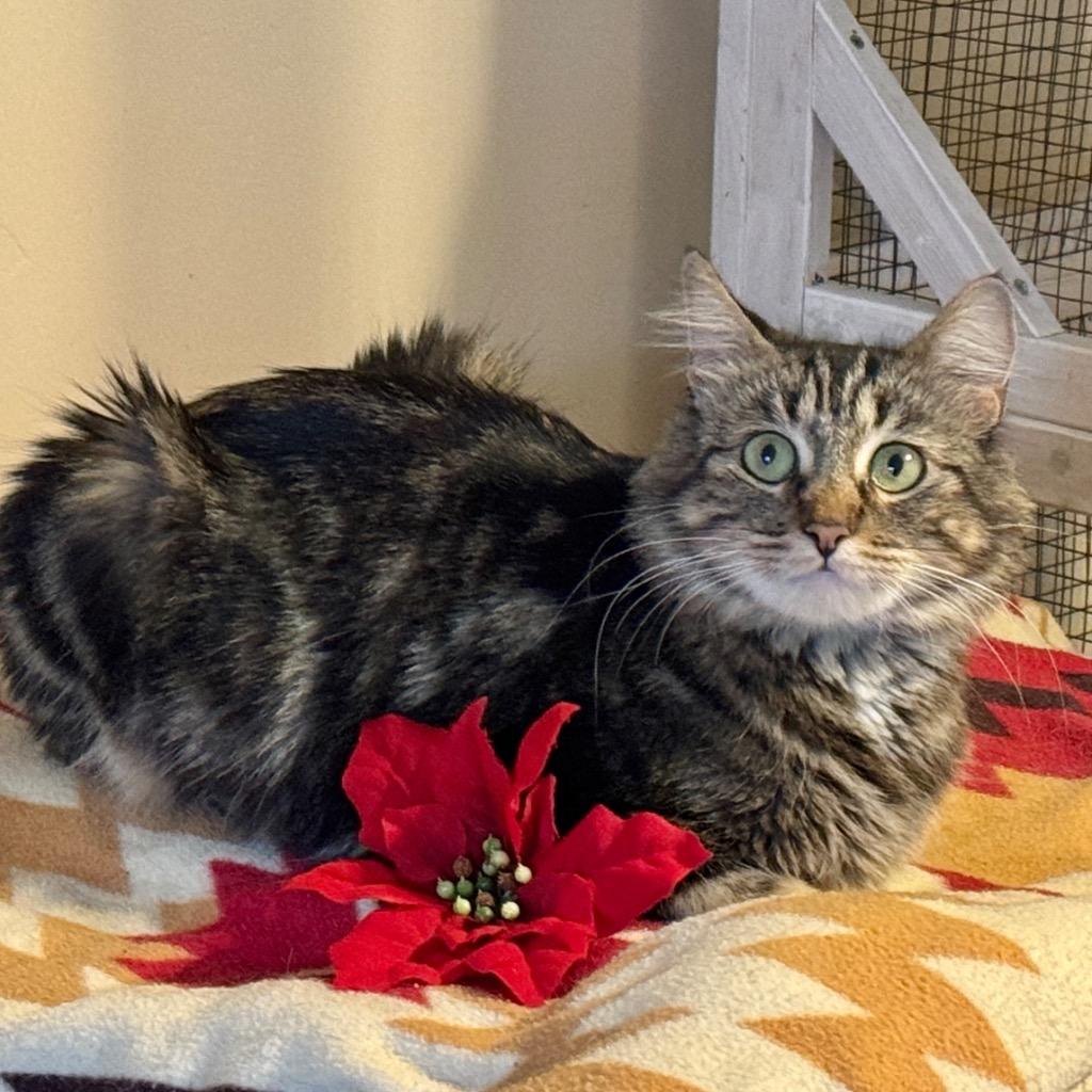 Enlarge Sweetie, a Adoptable mixed breed in Cambria, CA image 4/6