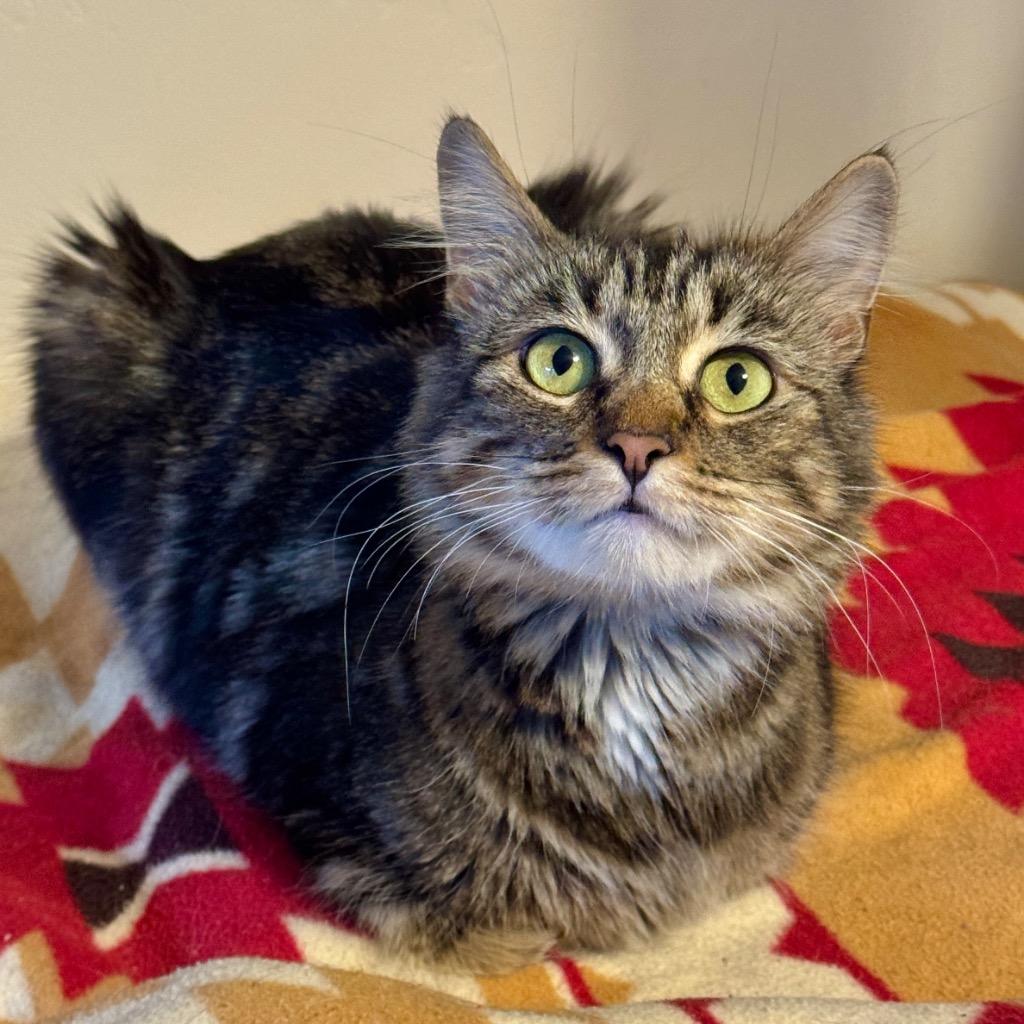 Enlarge Sweetie, a Adoptable mixed breed in Cambria, CA image 5/6