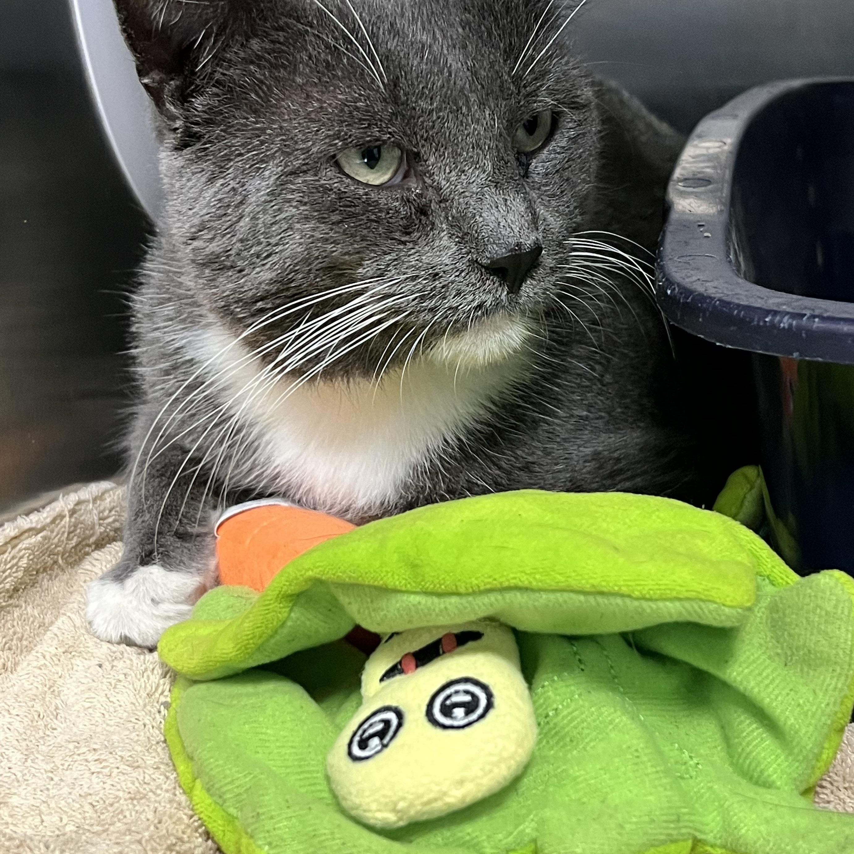 Enlarge Echo, an adoptable Domestic Short Hair in Mount Pleasant, MI image 2/2