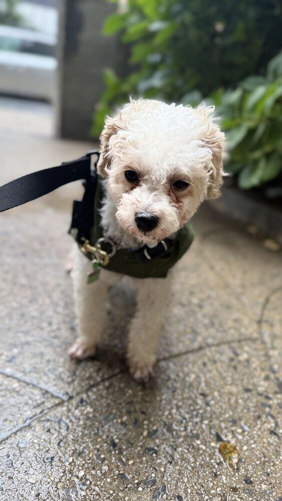 Apollo, Adoptable, Young Male Maltese.