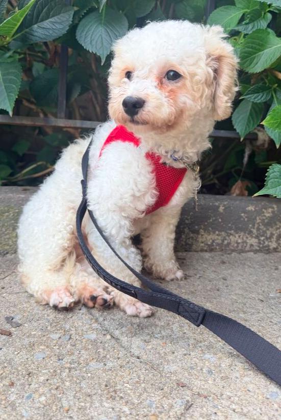 Enlarge Apollo, a Adoptable Maltese in Long Island City, NY image 2/6