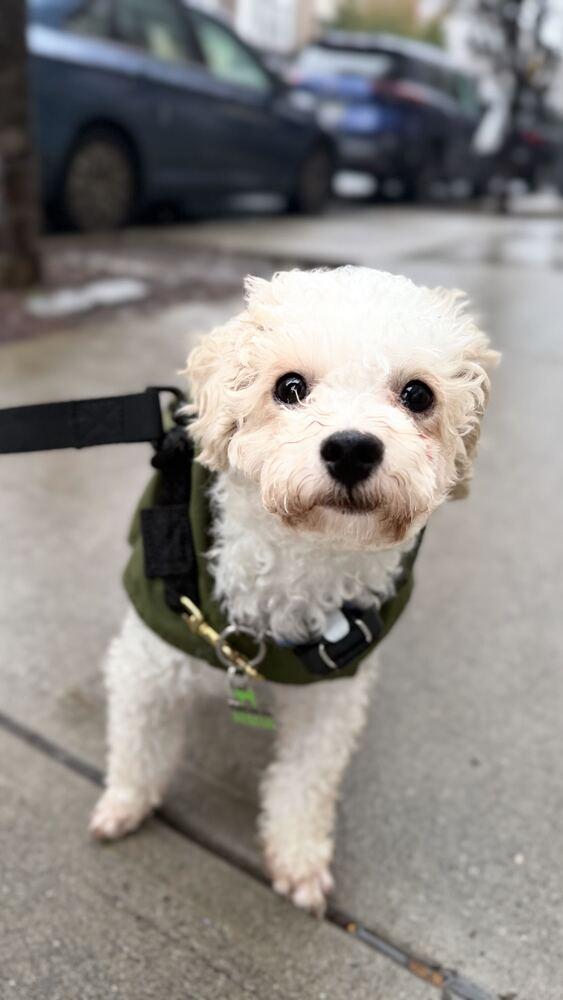 Enlarge Apollo, a Adoptable Maltese in Long Island City, NY image 3/6