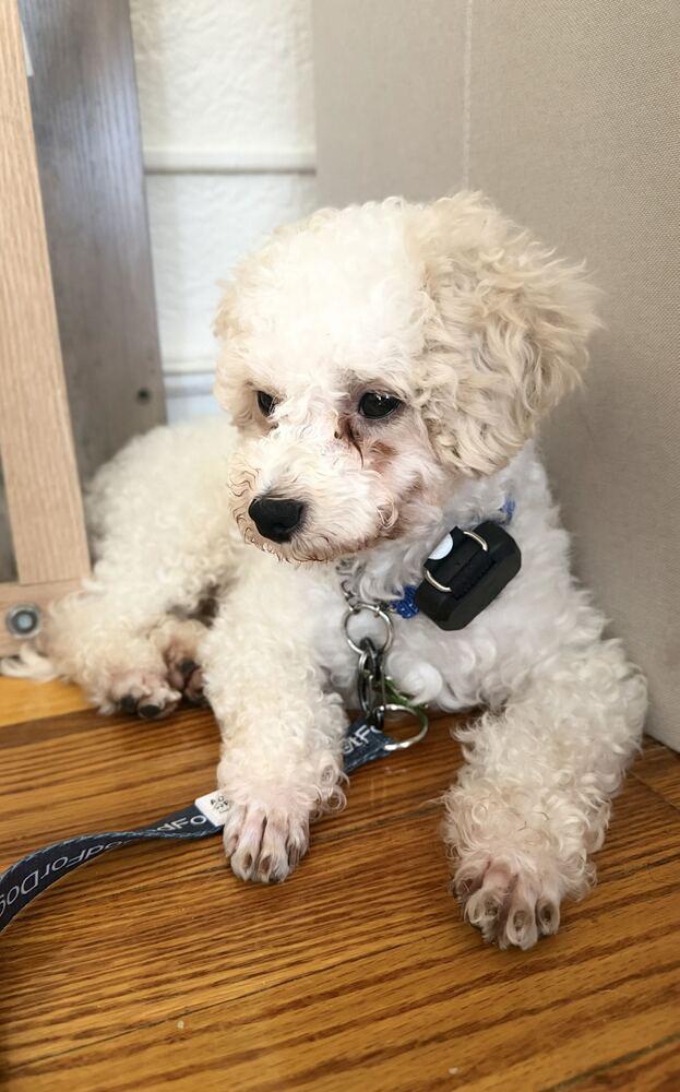 Enlarge Apollo, a Adoptable Maltese in Long Island City, NY image 4/6