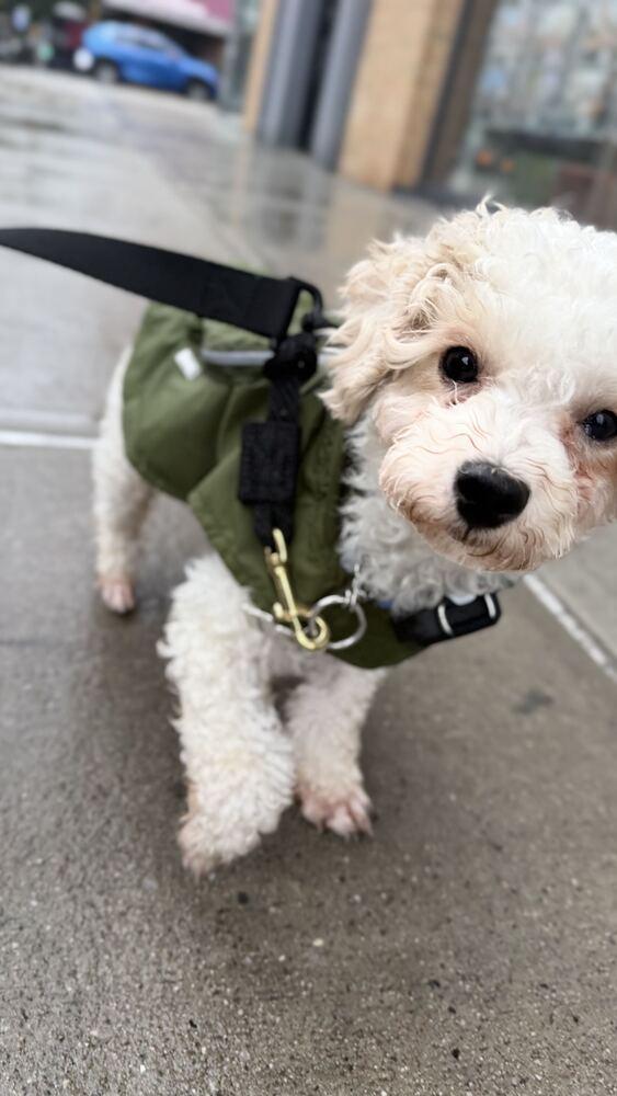 Enlarge Apollo, a Adoptable Maltese in Long Island City, NY image 5/6