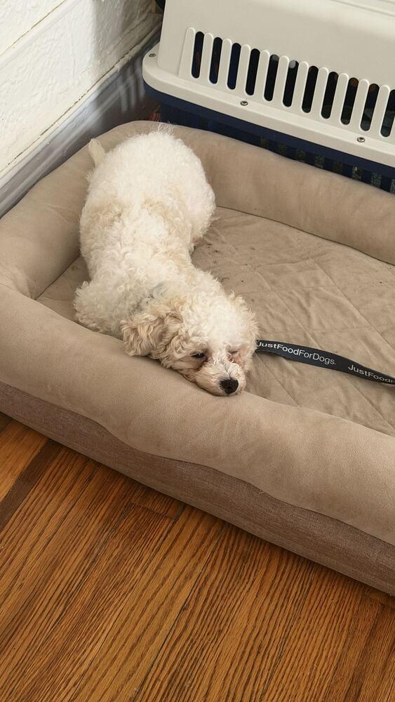 Enlarge Apollo, a Adoptable Maltese in Long Island City, NY image 6/6