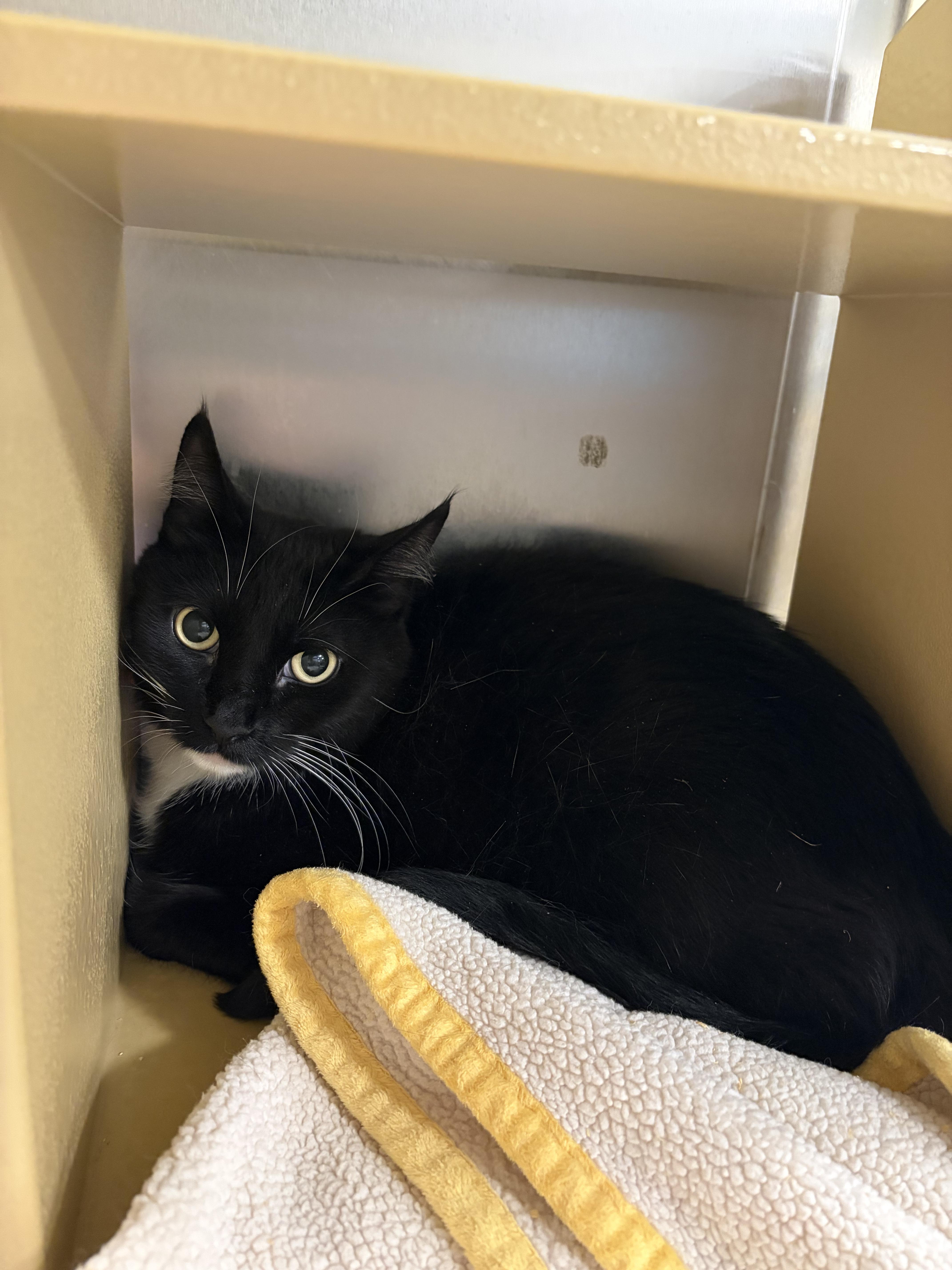 Randy, Adopted, Adult Male Domestic Short Hair.