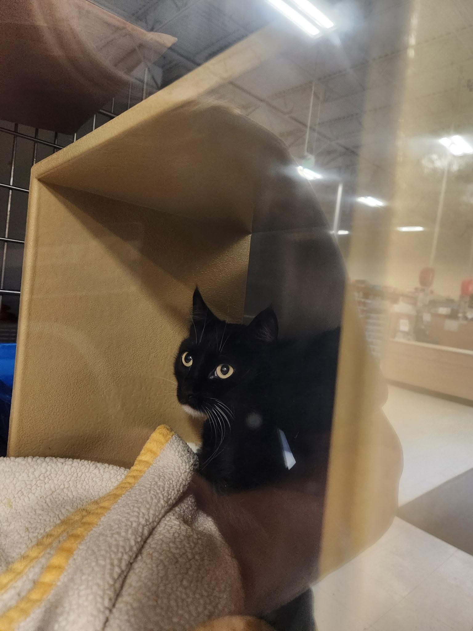 Randy, a Adopted Domestic Short Hair in Twin Falls, ID image 2/4