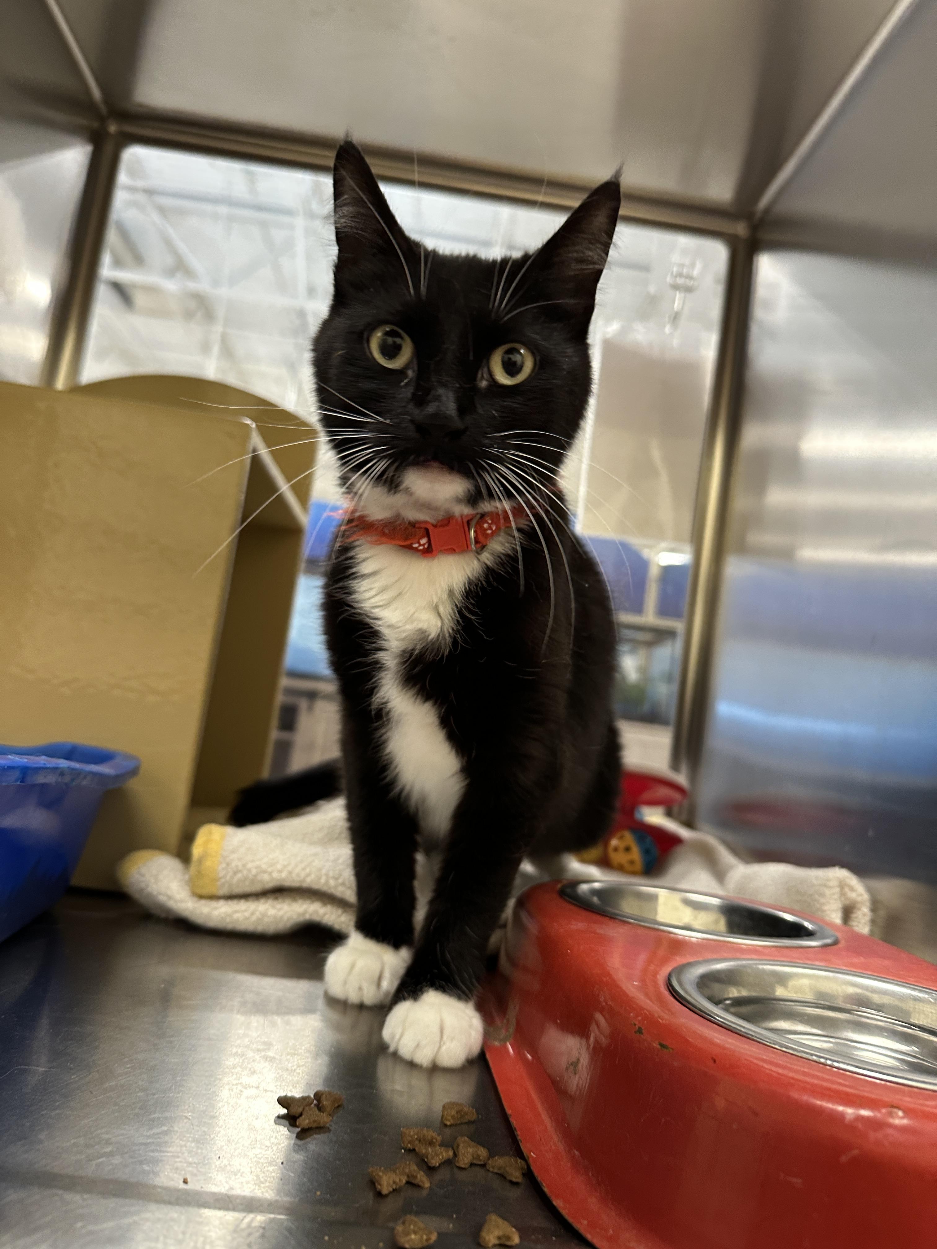 Randy, a Adopted Domestic Short Hair in Twin Falls, ID image 3/4