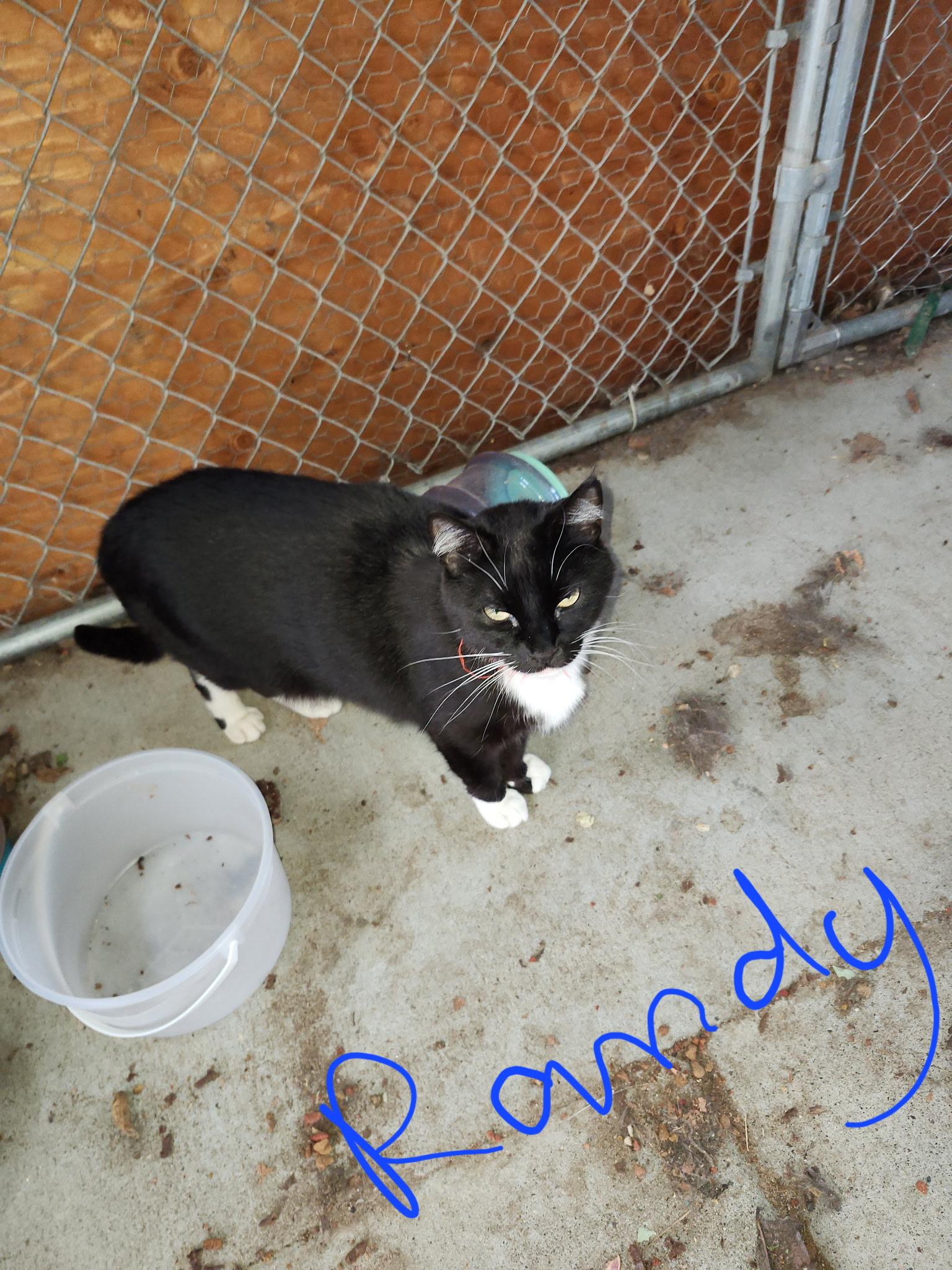 Randy, a Adopted Domestic Short Hair in Twin Falls, ID image 4/4
