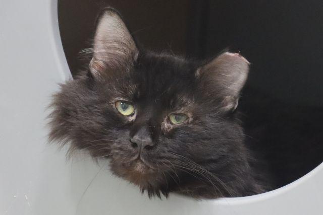 Enlarge BAD BUNNY*, a Adoptable Turkish Angora in Tucson, AZ image 1/1