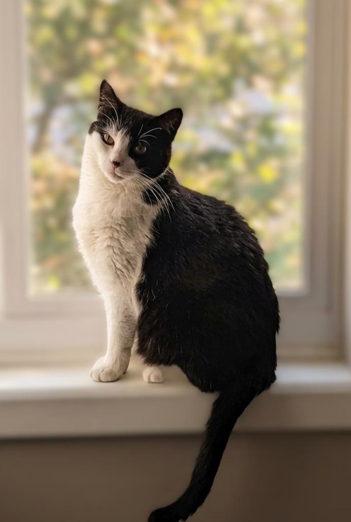 Enlarge Luna, a Adoptable mixed breed in Minneapolis, MN image 1/4