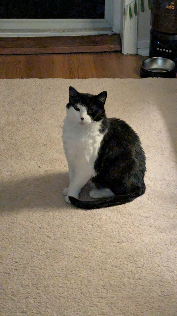 Luna, Adoptable, Adult Female Domestic Short Hair.