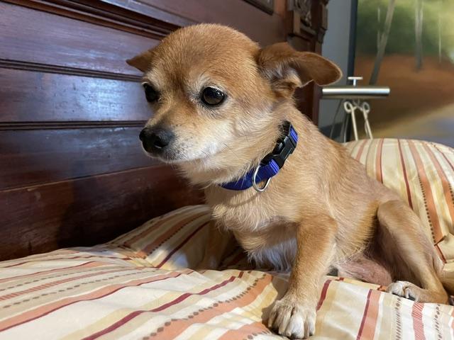 Enlarge Tilly, a ADOPTABLE Chihuahua in Memphis, TN image 4/4
