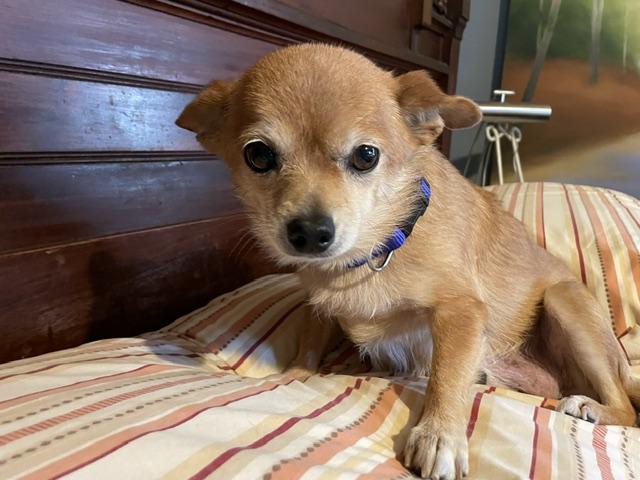 Enlarge Tilly, a ADOPTABLE Chihuahua in Memphis, TN image 2/4