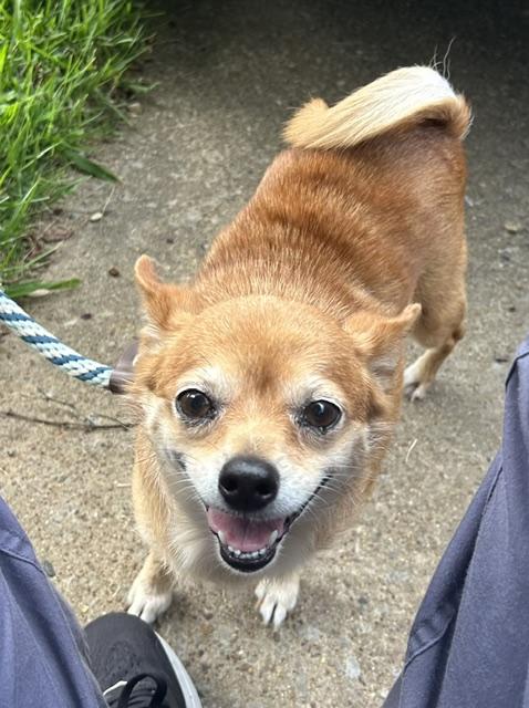 Tilly, ADOPTABLE, Adult Female Chihuahua.