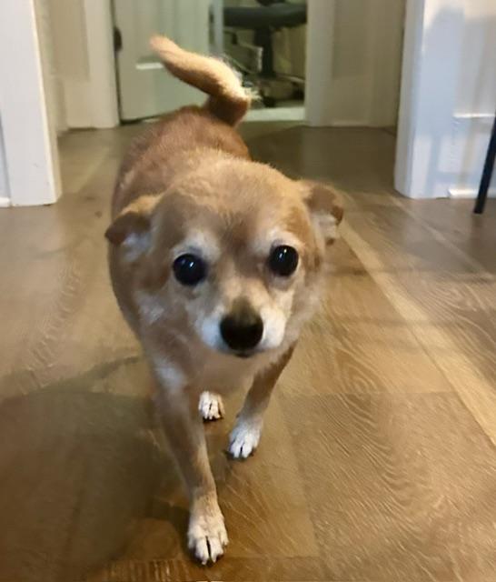 Enlarge Tilly, a ADOPTABLE Chihuahua in Memphis, TN image 3/4