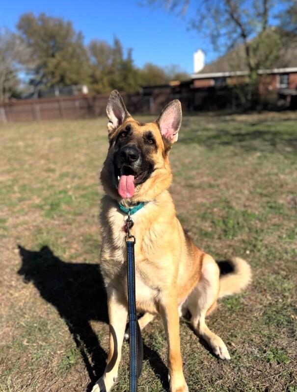 Loki, a Adoptable German Shepherd Dog in Austin, TX image 1/3