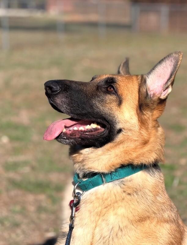 Loki, a Adoptable German Shepherd Dog in Austin, TX image 2/3