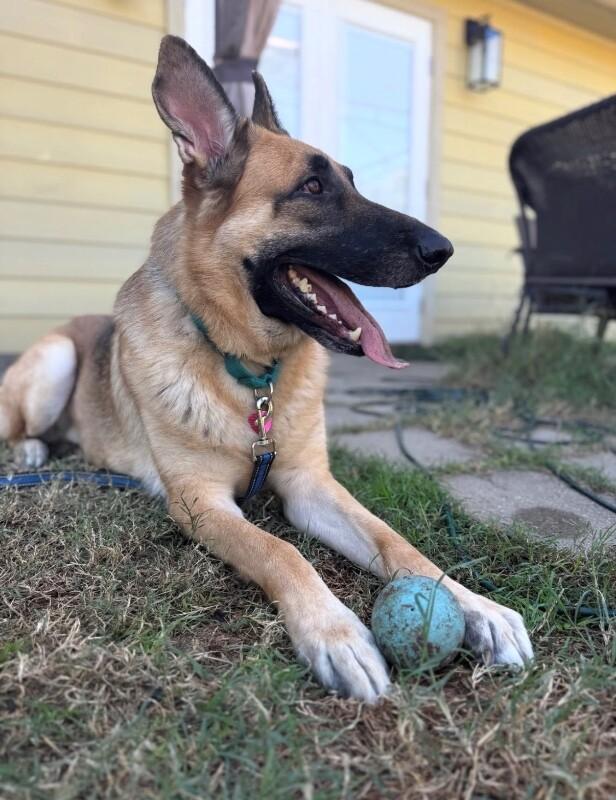 Loki, a Adoptable German Shepherd Dog in Austin, TX image 3/3