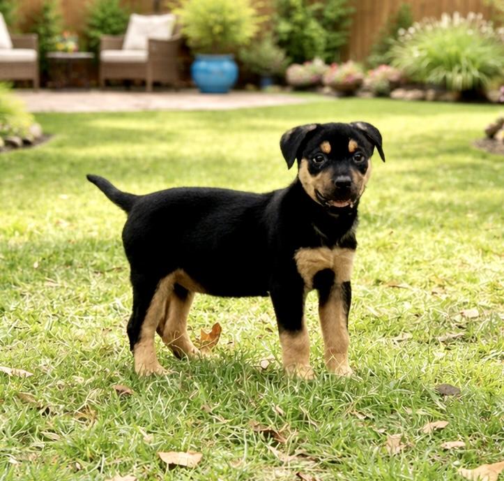 Ann, adopted, Puppy Female Australian Cattle Dog / Blue Heeler & American Staffordshire Terrier.