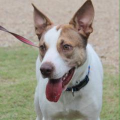 Sport, a Adoptable mixed breed in Walker, LA image 1/6