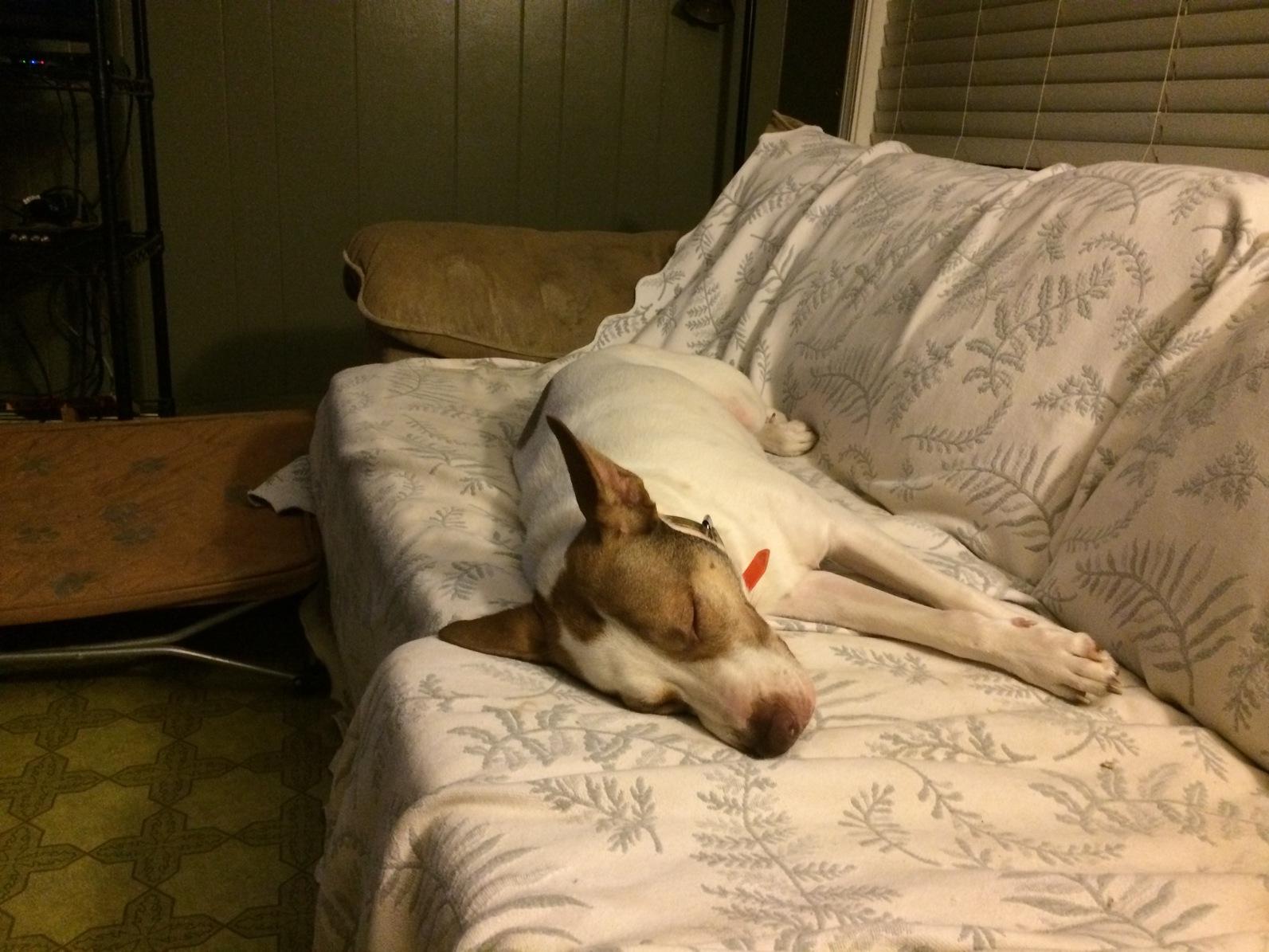 Sport, a Adoptable mixed breed in Walker, LA image 2/6