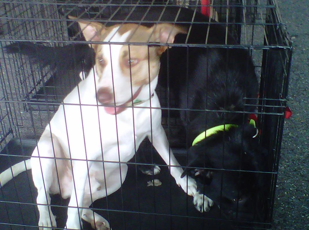 Sport, a Adoptable mixed breed in Walker, LA image 3/6