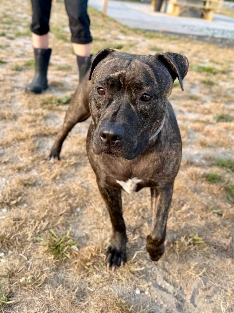 Genny, Adoptable, Young Female Mastiff & Mixed Breed.