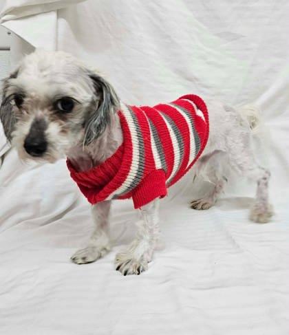 Enlarge Verne, a Adoptable mixed breed in McCook, NE image 1/3