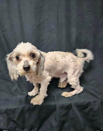 Enlarge Verne, a Adoptable mixed breed in McCook, NE image 3/3