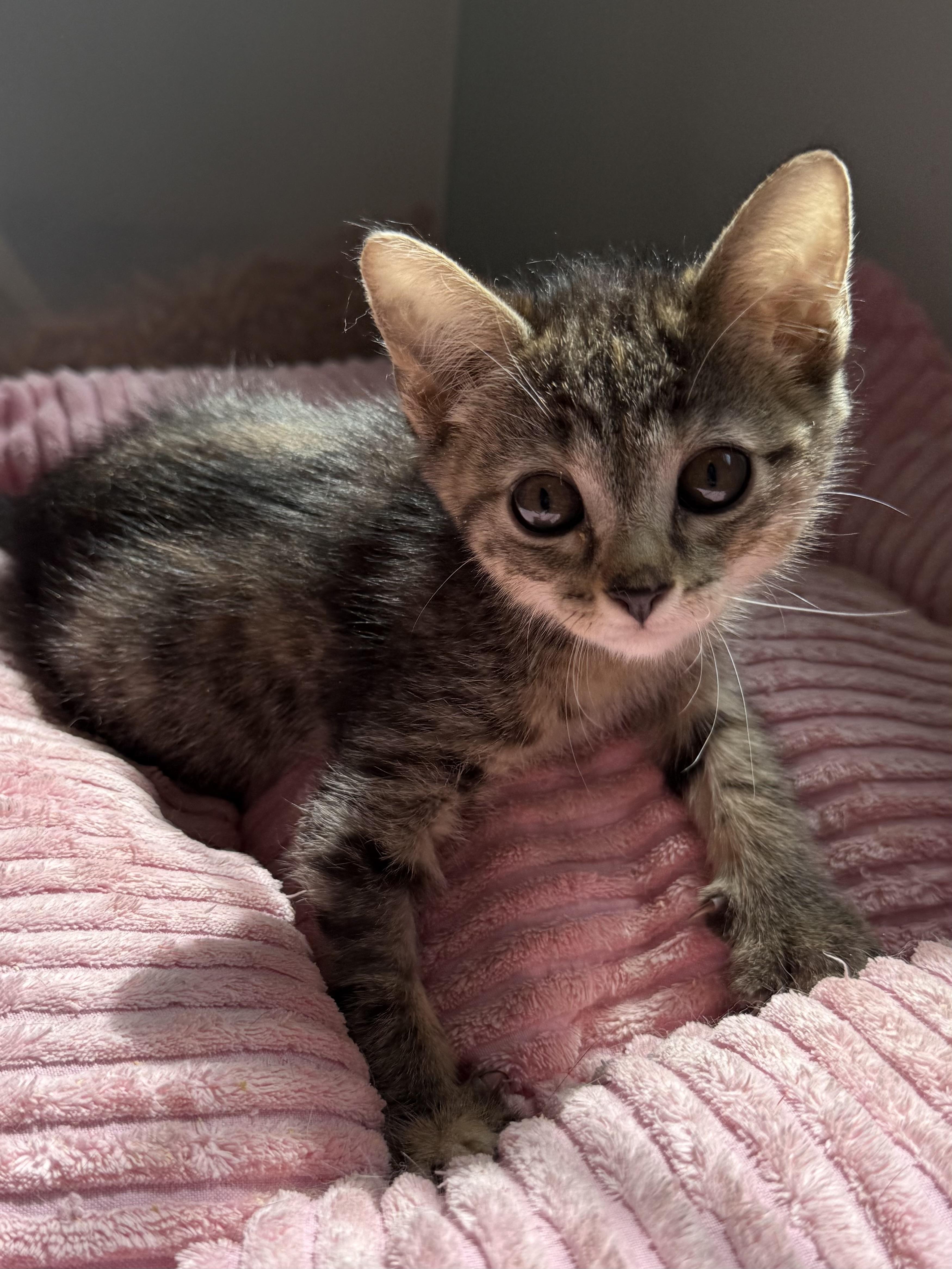 Vega, ADOPTABLE, Kitten Female Domestic Short Hair & Tabby.