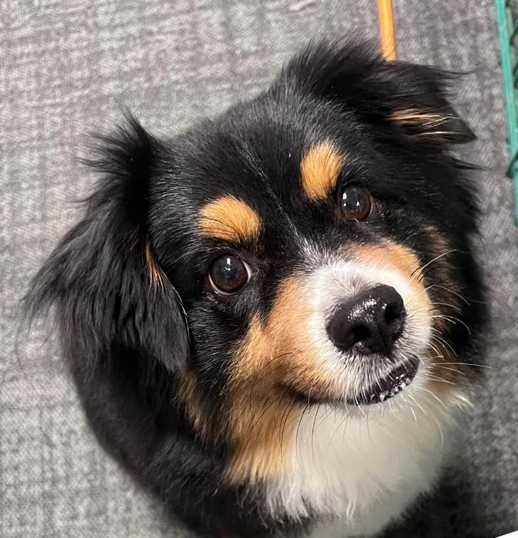 Bubba, a Adopted Australian Shepherd in Broken Arrow, OK image 2/2
