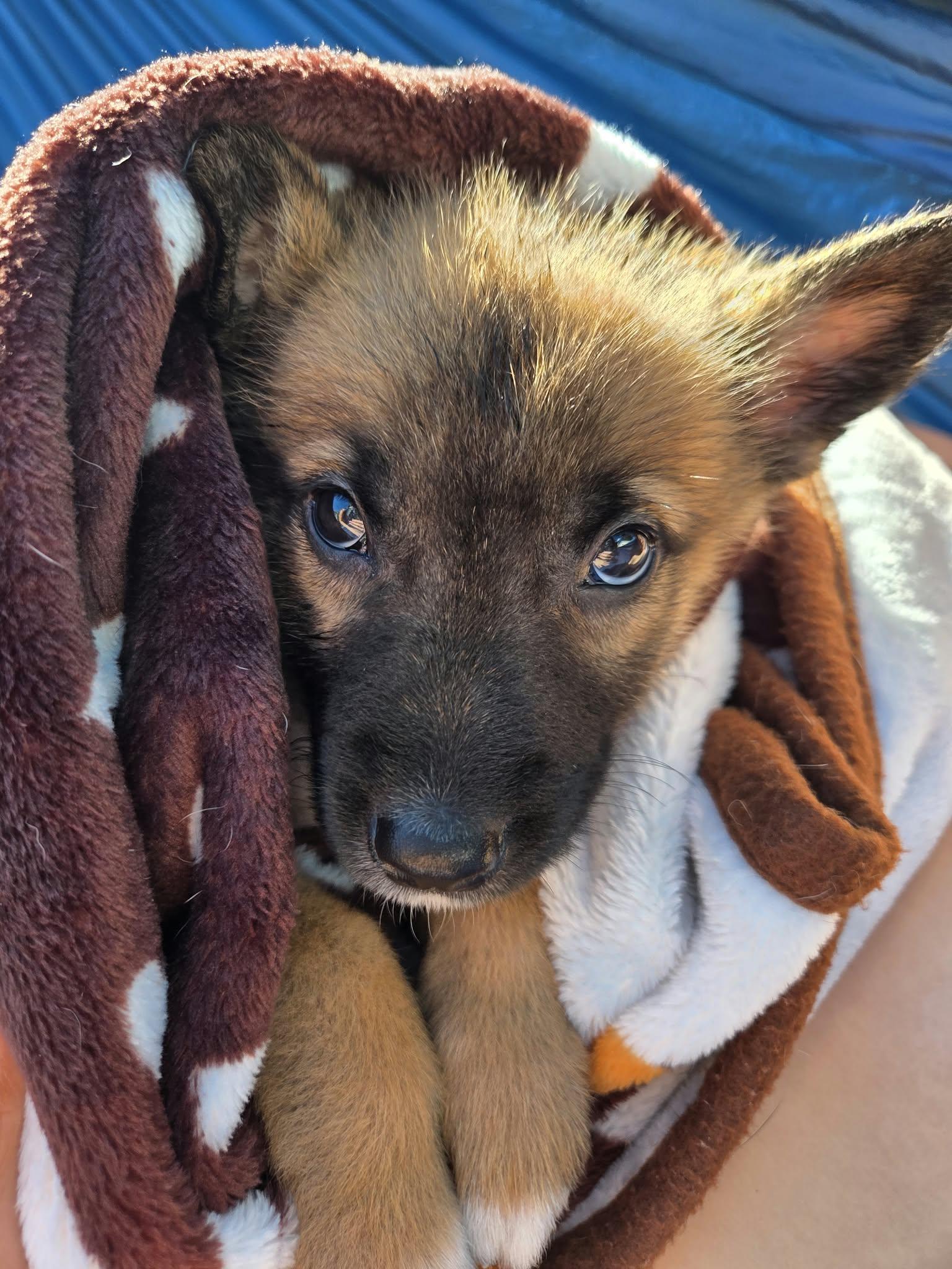 Enlarge Spike, a Adoptable mixed breed in Appin, ON image 3/5