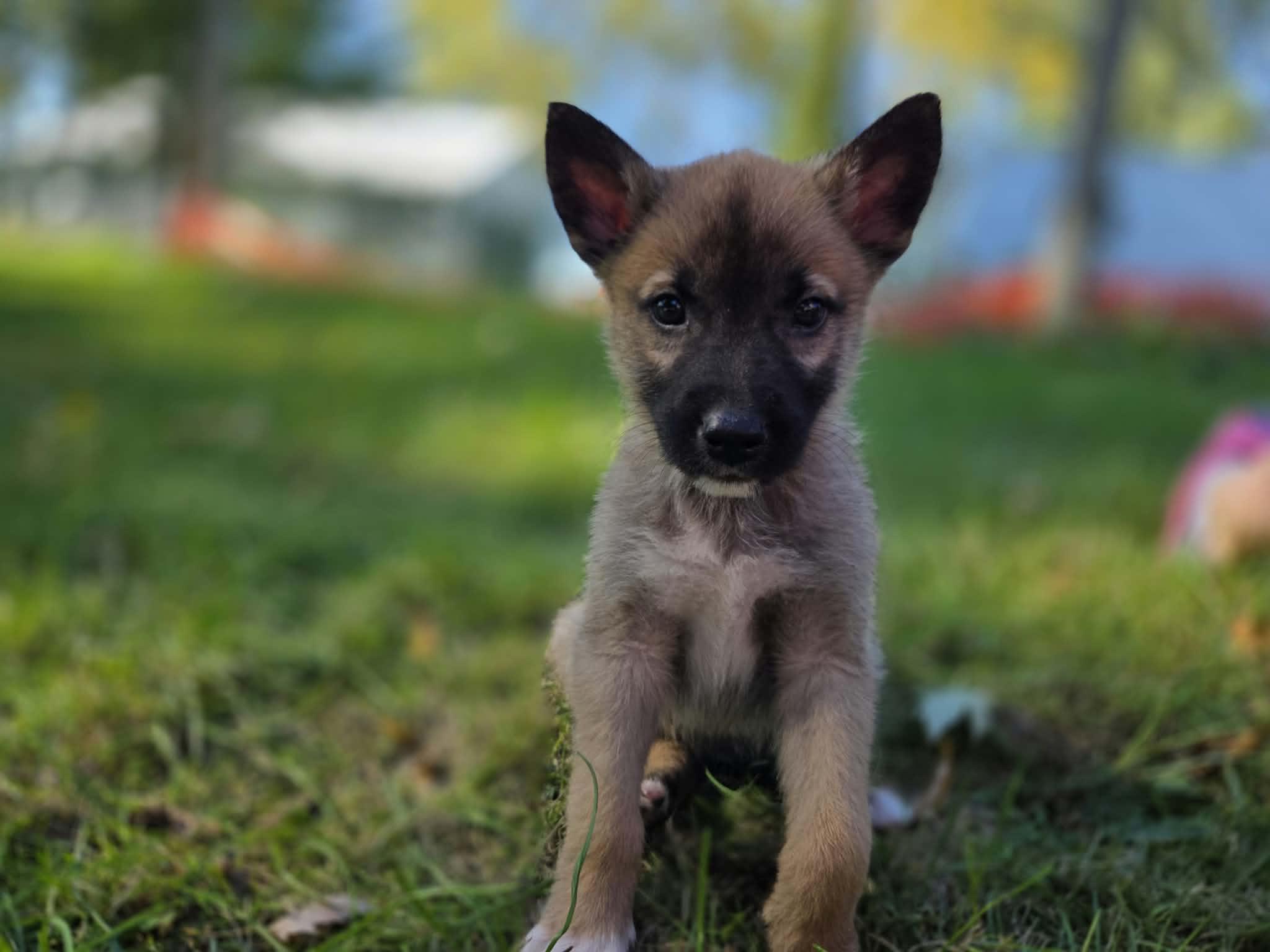 Spike, Adoptable, Puppy Male German Shepherd Dog & Husky.