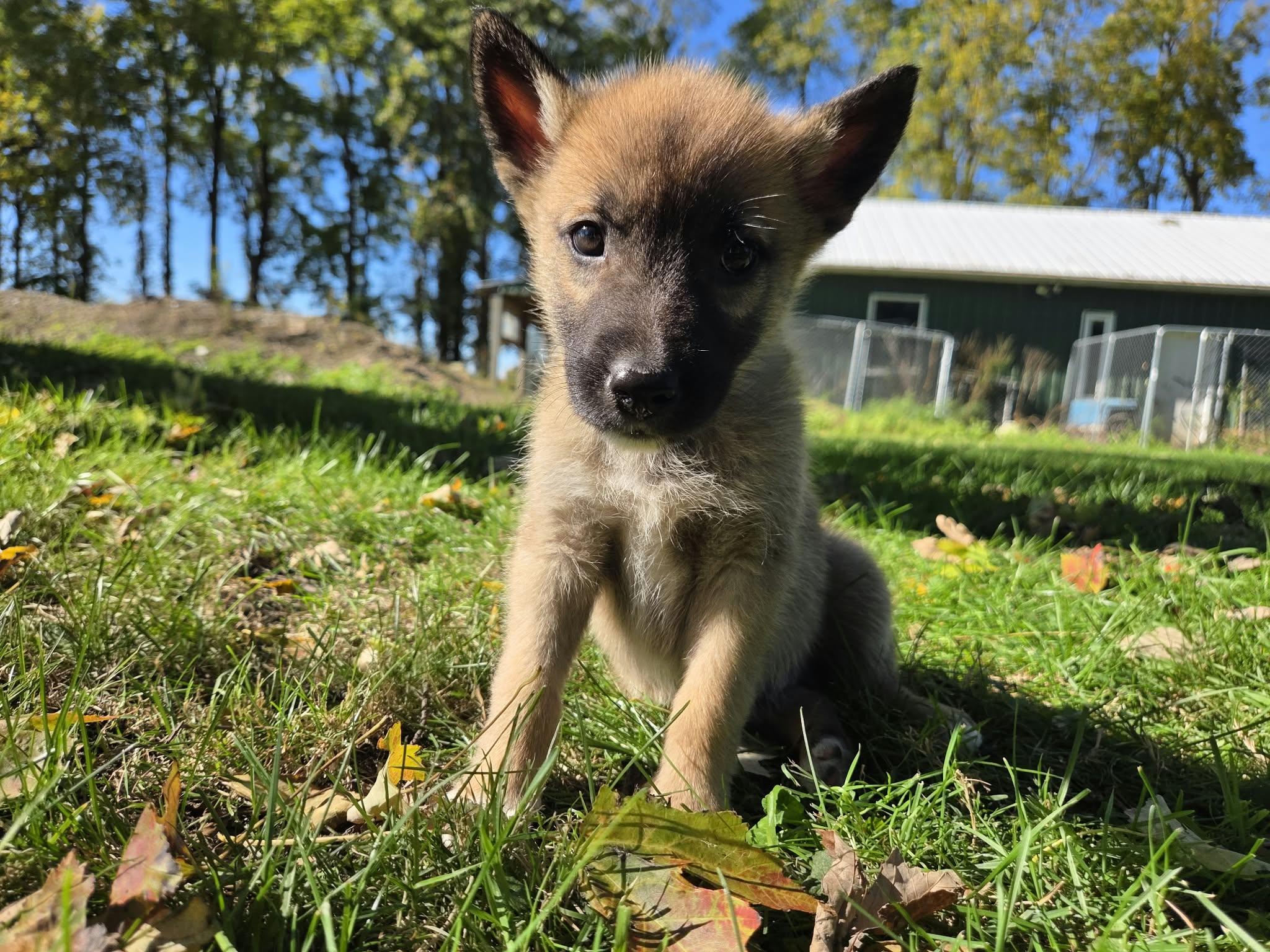 Enlarge Spike, a Adoptable mixed breed in Appin, ON image 2/5