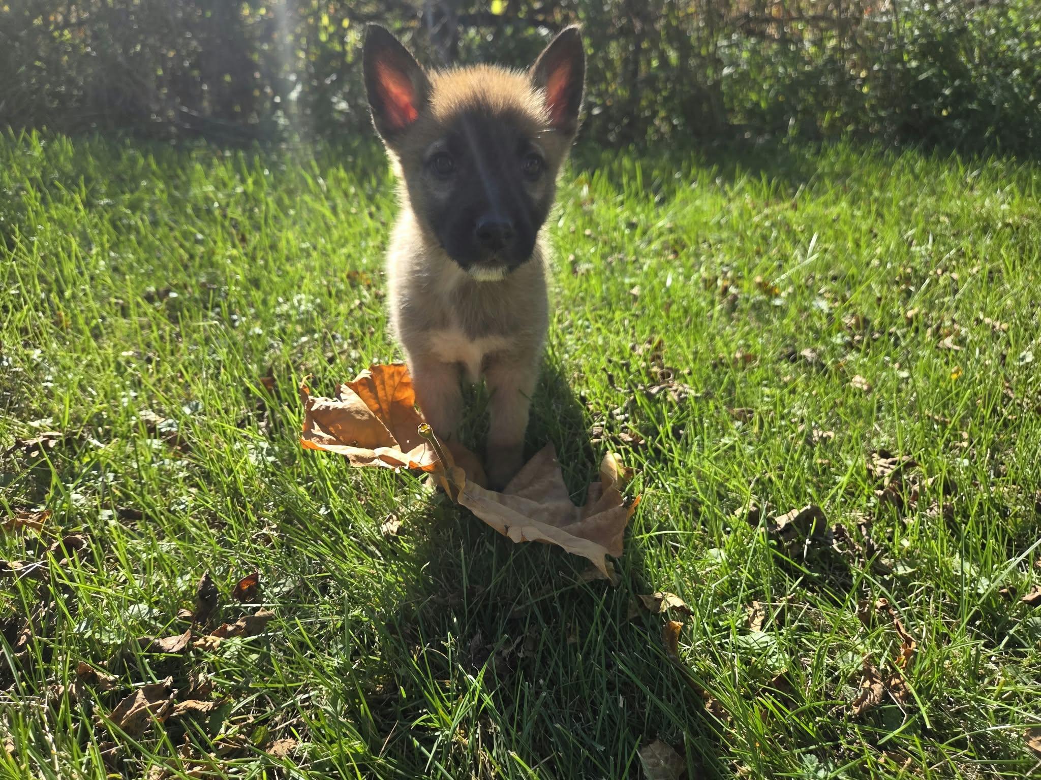 Enlarge Spike, a Adoptable mixed breed in Appin, ON image 5/5