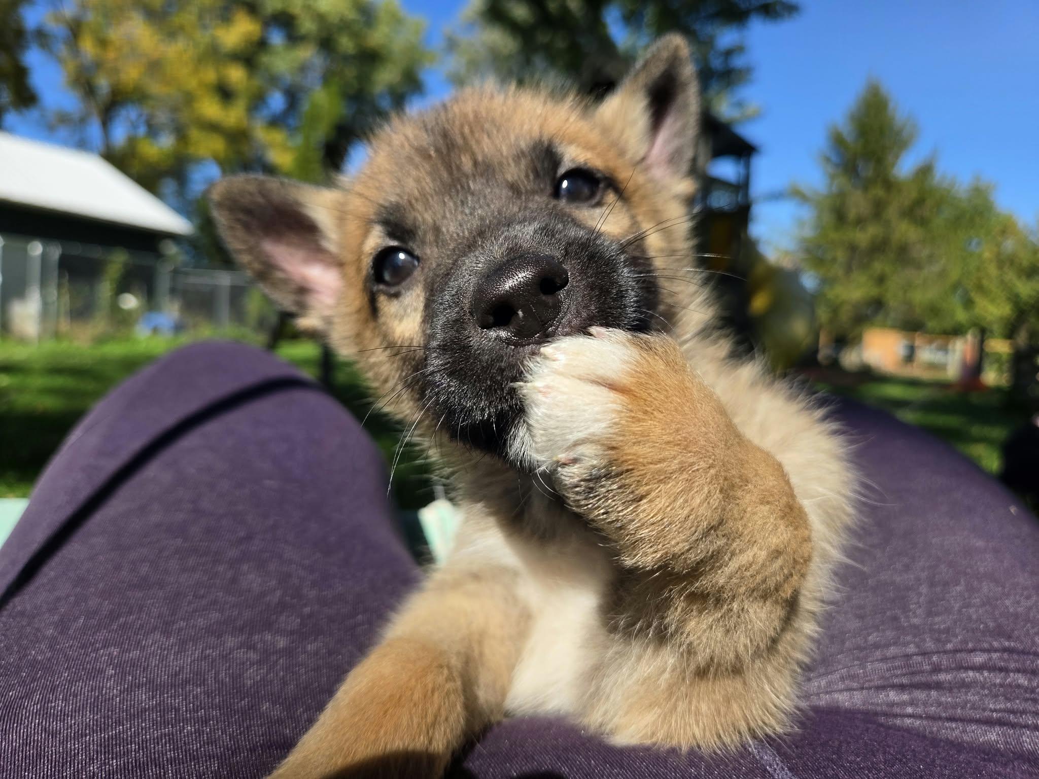 Enlarge Spike, a Adoptable mixed breed in Appin, ON image 4/5
