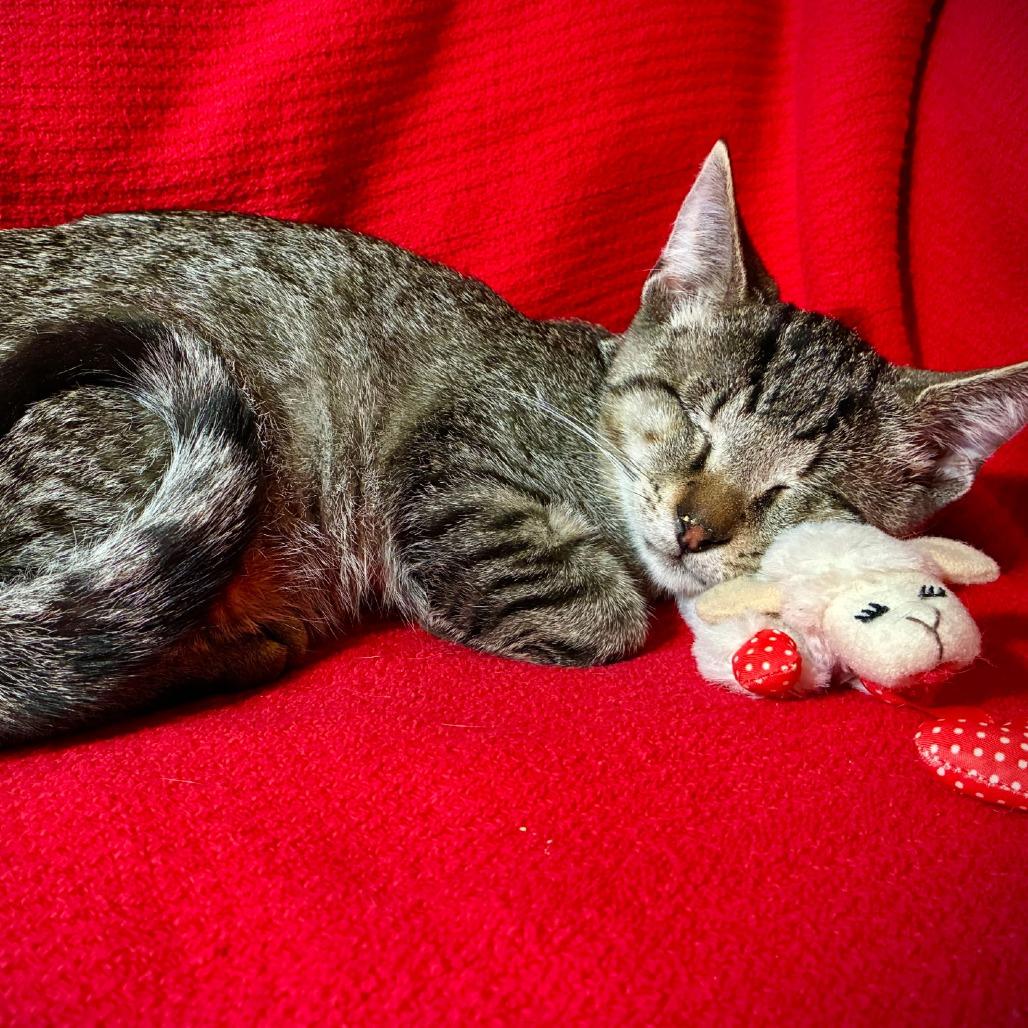 Enlarge Petey, a Adoptable Domestic Short Hair in Richmond, VA image 2/5