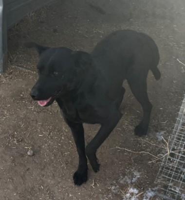 Enlarge Dos, a ADOPTABLE mixed breed in Pocatello, ID image 2/3